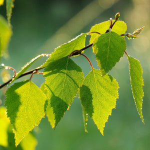 Himalayan Birch Tree | Betula utilis jacquemontii Ornamental Trees