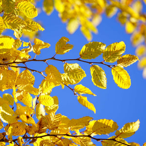 Hornbeam Tree | Carpinus betulus Ornamental Trees
