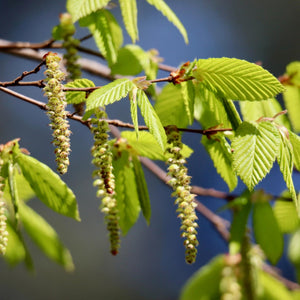 Hornbeam Tree | Carpinus betulus Ornamental Trees