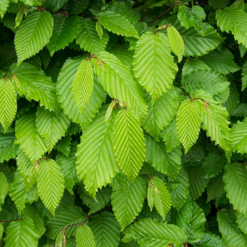 Hornbeam Tree | Carpinus betulus 'Fastigiata' Ornamental Trees