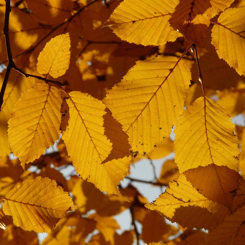 Hornbeam Tree | Carpinus betulus 'Fastigiata' Ornamental Trees