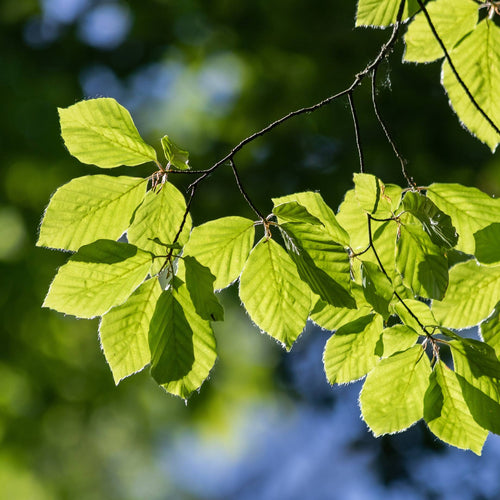 Hornbeam Tree | Carpinus betulus Ornamental Trees