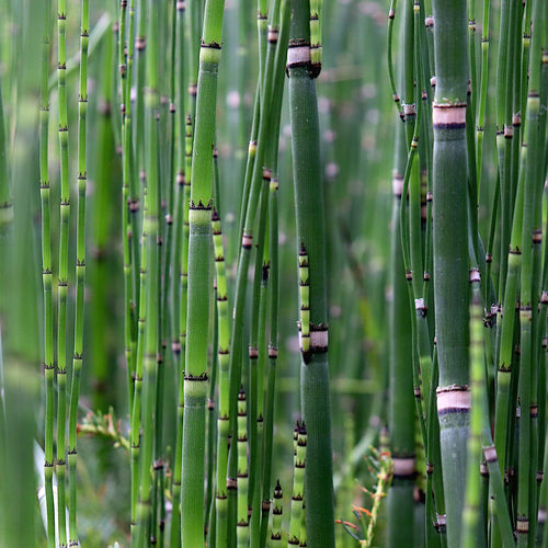Rough Horsetail | Equisetum hyemale Pond Plants