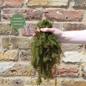 Hornwort Plant | Oxygenating Pond Plants