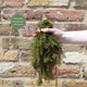 Hornwort Plant | Oxygenating Pond Plants