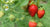 How to Grow Strawberry Plants