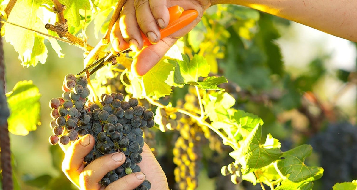 How to Prune Grape Vines Roots Plants