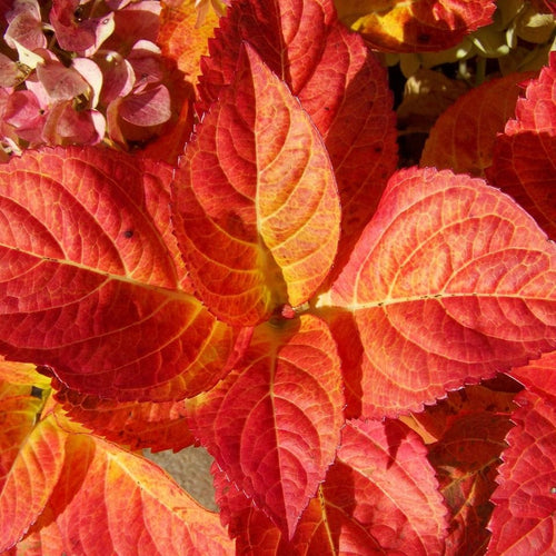 Hydrangea paniculata 'Limelight' Shrubs