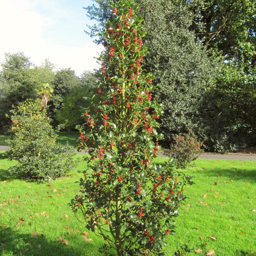 Ilex aquifolium ENGLISH HOLLY Seeds Ilex aquifolium ENGLISH HOLLY Seeds