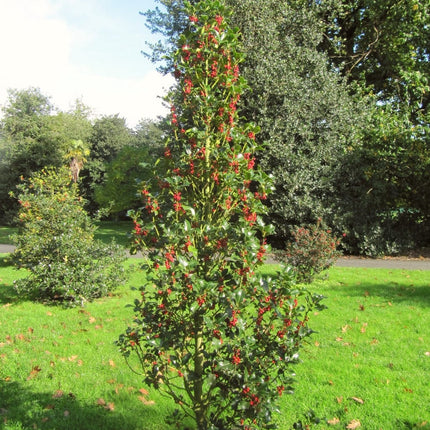 English Holly | Ilex aquifolium Ornamental Trees