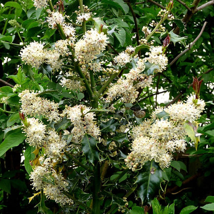 English Holly | Ilex aquifolium Ornamental Trees