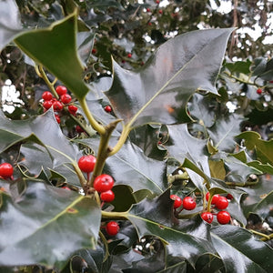 English Holly | Ilex aquifolium Ornamental Trees