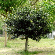 English Holly | Ilex aquifolium Ornamental Trees