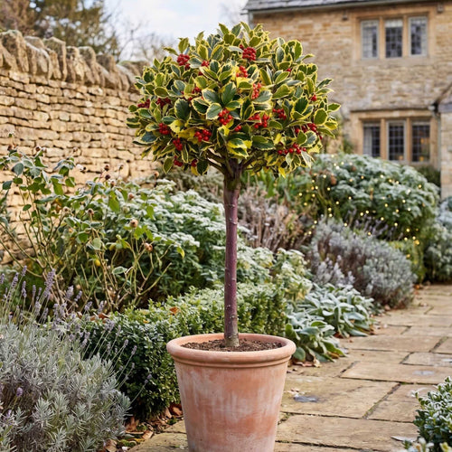 Patio Holly Tree | Ilex × altaclerensis 'Golden King' Shrubs