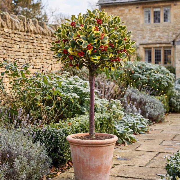 Patio Holly Tree | Ilex × altaclerensis 'Golden King' Shrubs