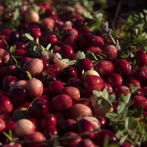 Cranberry Plant Soft Fruit