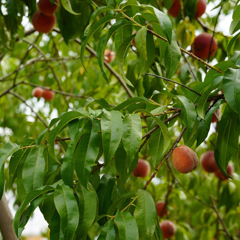 'Inka' Peach Tree – Roots Plants