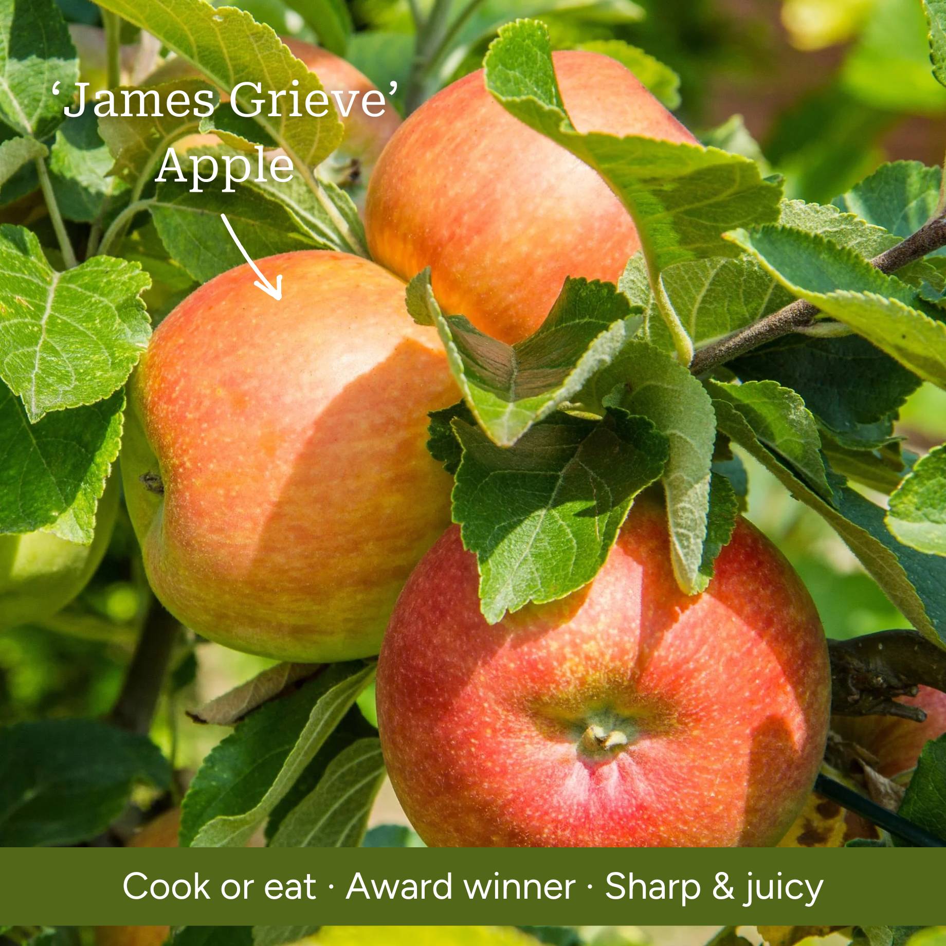 AwardWinning Cordon Fruit Tree Collection Apple, Pear & Plum Roots