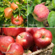 Family Apple Tree Trained Fruit Trees
