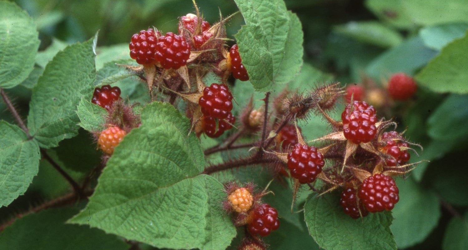 Japanese Wineberry: The Complete Care Guide – Roots Plants