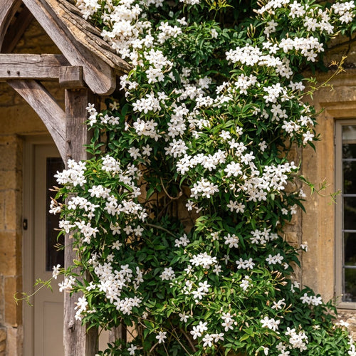 Common Jasmine | Jasminum officinale Climbing Plants