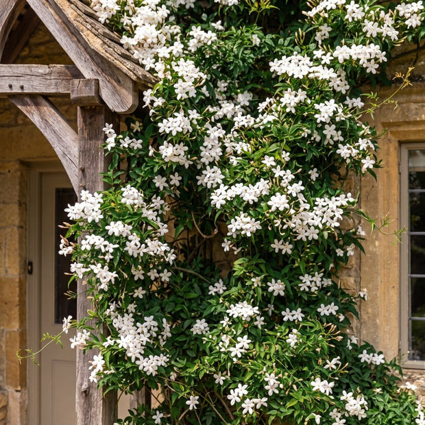 Common Jasmine | Jasminum officinale Climbing Plants