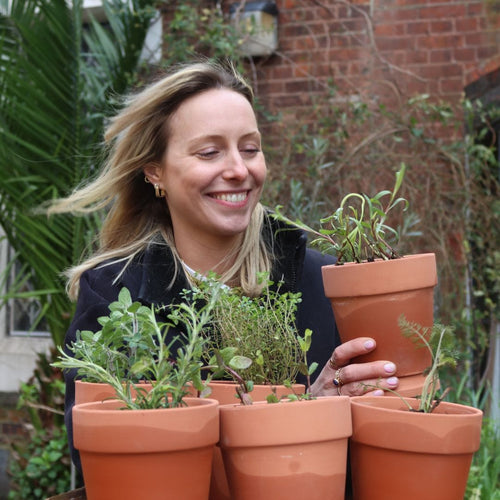 Chef's Best Herb Collection Vegetables