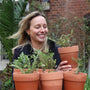 Chef's Best Herb Collection Vegetables
