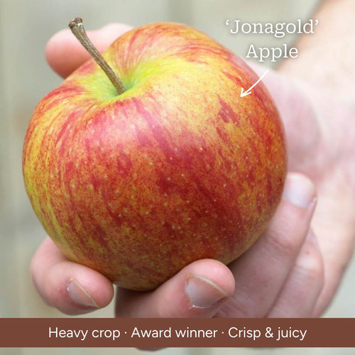 Duo Apple Tree | 'Jonagold' & 'Golden Pearmain' Trained Fruit Trees
