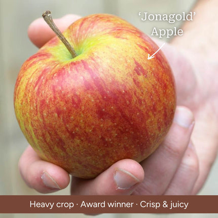 Duo Apple Tree | 'Jonagold' & 'Golden Pearmain' Trained Fruit Trees