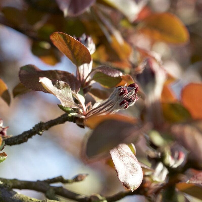 'Neville Copeman' Purple Crabapple Tree Fruit Trees