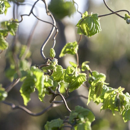 Corkscrew Hazel | Corylus avellana 'Contorta' Ornamental Trees