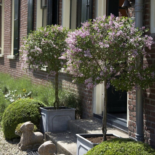 Patio Lilac Tree | Syringa 'Flowerfesta® Pink' Shrubs