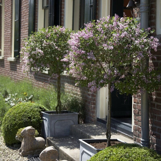 Patio Lilac Tree | Syringa 'Flowerfesta® Pink' Shrubs
