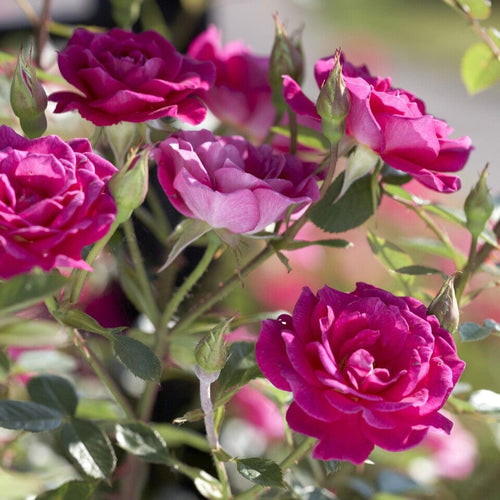 'Gloriana' Climbing Rose Shrubs
