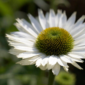 Echinacea 'SunSeekers White Perfection' Perennial Bedding