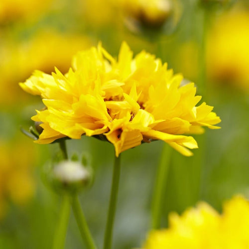 Coreopsis 'Early Sunrise' Perennial Bedding