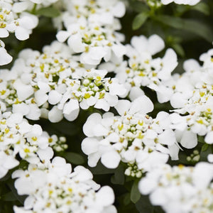 Iberis sempervirens 'Masterpiece' Perennial Bedding