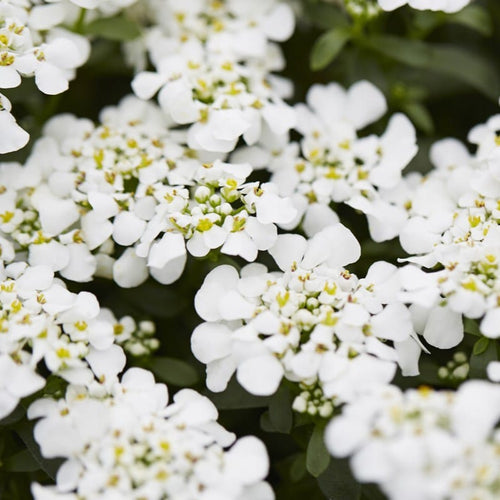 Iberis sempervirens 'Masterpiece' Perennial Bedding