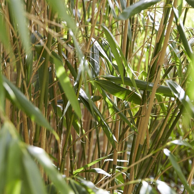 Arrow Bamboo | Pseudosasa japonica Shrubs