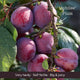 Patio Plum Tree Trained Fruit Trees