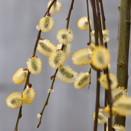 'Kilmarnock' Dwarf Weeping Willow Tree | Salix caprea Ornamental Trees