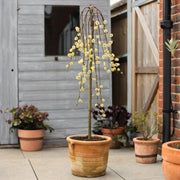 'Kilmarnock' Dwarf Weeping Willow Tree | Salix caprea Ornamental Trees