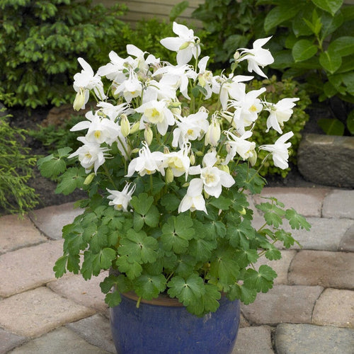 Aquilegia 'Spring Magic White' Perennial Bedding