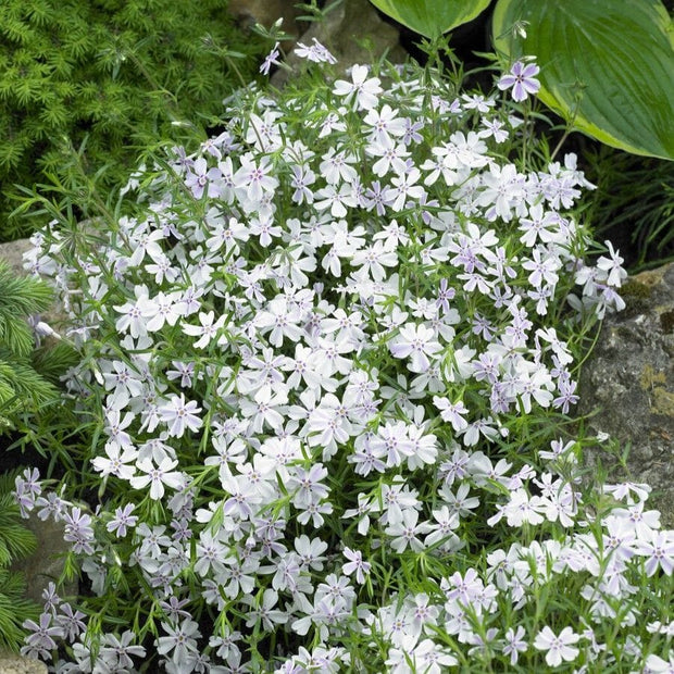 Phlox 'Amazing Grace' Perennial Bedding