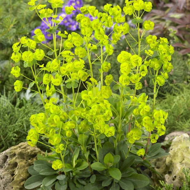 Euphorbia amygdaloides var. robbiae Perennial Bedding