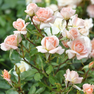 'Flower Power' Patio Shrub Rose Shrubs