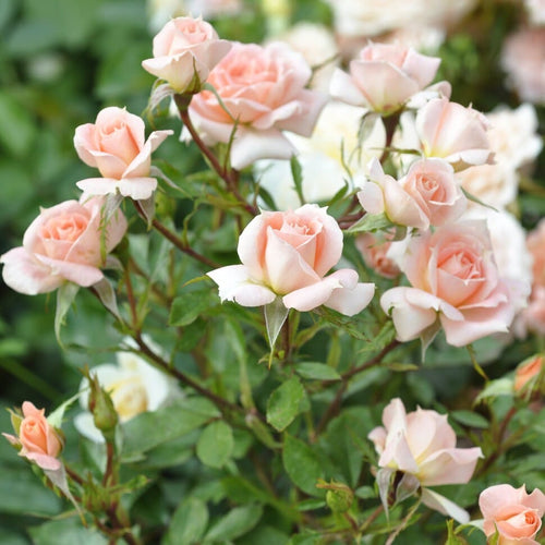 'Flower Power' Patio Shrub Rose Shrubs