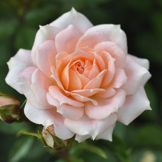 'Flower Power' Patio Shrub Rose Shrubs