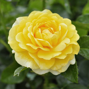 Yellow Standard Rose | 'Happy Golden Wedding' Shrubs